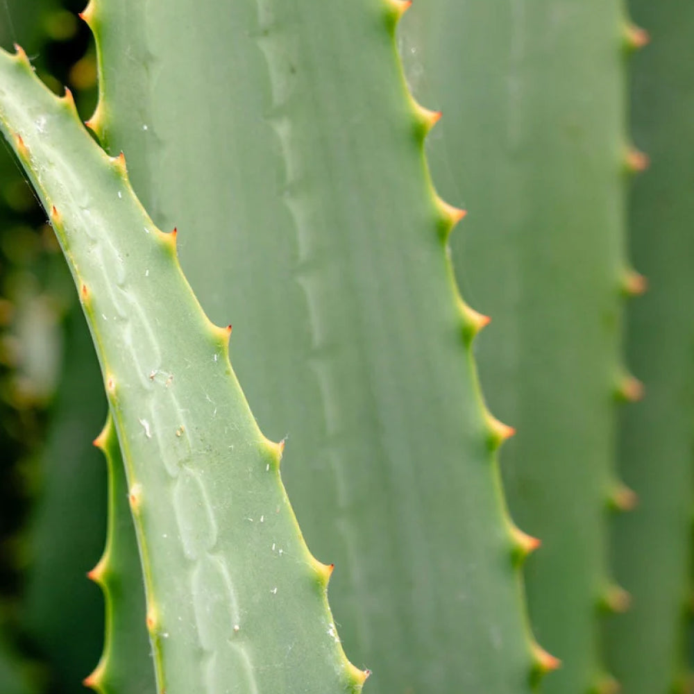 Aloe Vera for Perioral Dermatitis: Benefits, Risks, and Tips