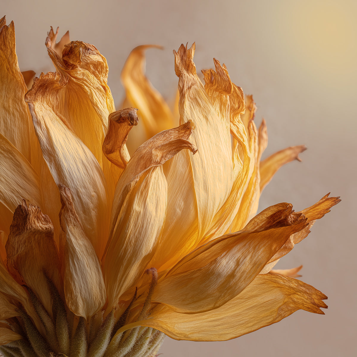 Anti-Inflammatory Benefits of Phoilex’s Phyto-Active Blend™ for Eczema and Sensitive Skin