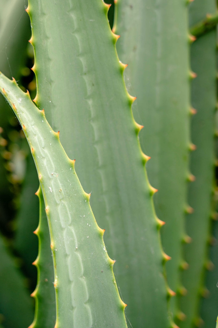 Aloe Vera for Perioral Dermatitis: Benefits, Risks, and Tips