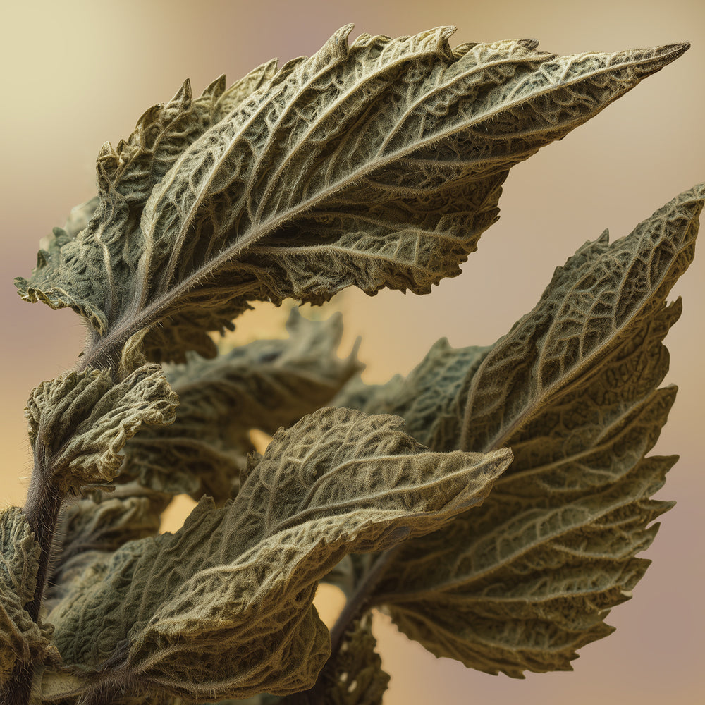 NETTLE LEAF EXTRACT